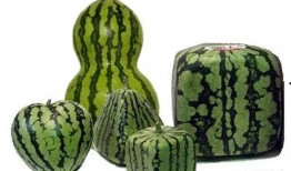 最新的瓜爆料广州,揭秘城市热点事件背后的真相