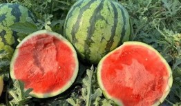 云南网红吃瓜视频,揭秘当地特色美食与风土人情