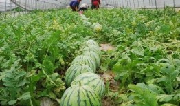 新泰滨湖广场大瓜爆料视频,揭秘惊人内幕