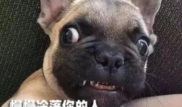 记者爆料快狗事件视频下载,记者揭秘惊人真相