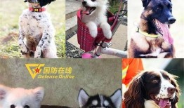 记者爆料快狗事件视频下载,记者揭秘惊人真相