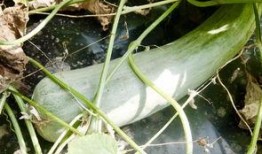 网红吃瓜送什么,揭秘热门礼物清单！