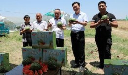 朱百万夫妇娱乐吃瓜,揭秘明星夫妻的甜蜜生活与幕后故事