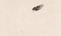 在线观看蝉翼,揭秘自然界的奇迹与生命的奥秘