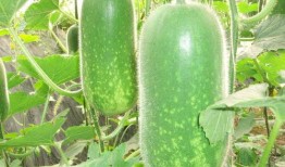 新泰滨湖广场大瓜爆料视频,揭秘惊人内幕