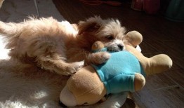 记者爆料快狗事件视频下载,记者揭秘惊人真相