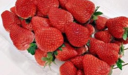 丹东草莓爆料视频,口感鲜美，品质上乘，带你领略东北草莓魅力