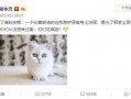 最新爆料崔哥,揭秘娱乐圈惊人内幕